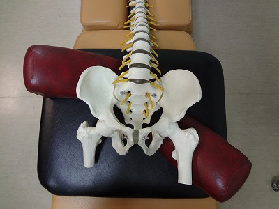 仙骨後頭骨テクニックの解剖学と生理学